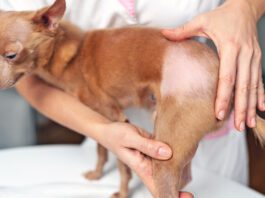 If your dog is showing skin, ear, or other problems a dog allergy test might be helpful.