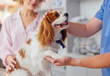 A dog's paw is a multifunction appendage used to walk, communicate, and leap. Dog paw anatomy affects all that your dog does.