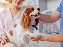 A dog's paw is a multifunction appendage used to walk, communicate, and leap. Dog paw anatomy affects all that your dog does.