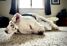 Why do dogs snore? It can be due to an medical condition, or just an unusual sleeping position.