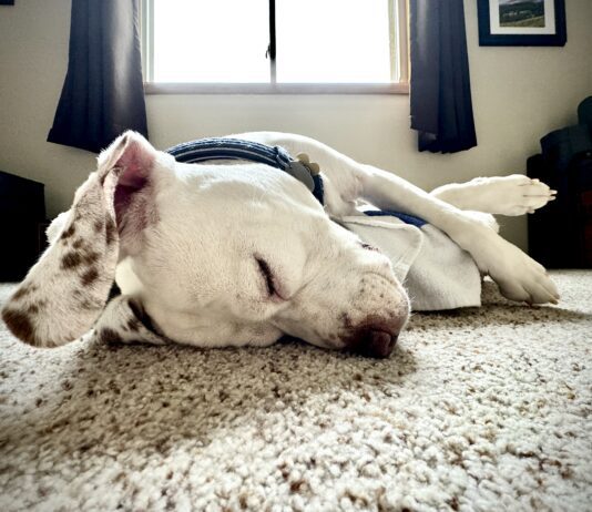 Why do dogs snore? It can be due to an medical condition, or just an unusual sleeping position.