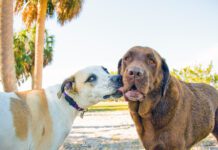Why Dogs Lick Other Dogs’ Faces Dogs lick each others mouths to communicate appeasement or a desire to get along.