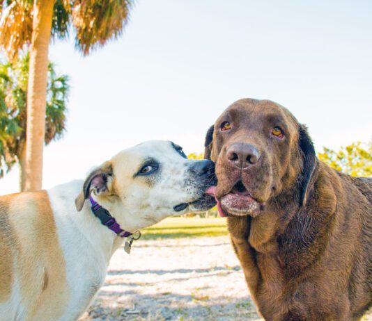 Dogs lick each others mouths to communicate appeasement or a desire to get along.