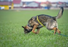 How far can a dog smell? About 12 miles in good conditions.