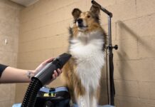 The Best Dog Dryers The best dog dryers can speed up your dogs bathing and grooming.