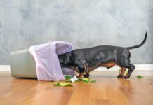 Signs, Symptoms, and Treatment for Colitis in Dogs Colitis in dogs can have many different causes ranging from stress to a change in diet.