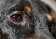 A dog's swollen eye can be painful until it is treated.