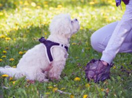 Knowing how to firm up dog poop can spare a dog owner the mess and hassle of cleaning up loose stool.