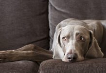 Do dogs get headaches? We don't know for sure, but science suggests that they can.