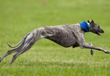 How fast can dogs run? The answer depends on breed, fitness, and individual talent.