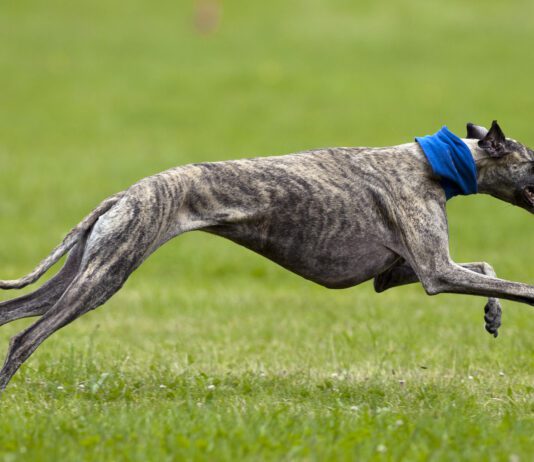 How fast can dogs run? The answer depends on breed, fitness, and individual talent.
