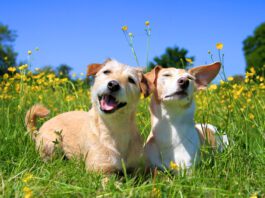 Not every dog barks, and for owners wondering why their dog doesn't bark that might be a concern.