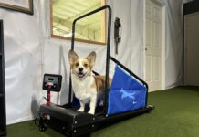 Too short of a dog tread mill isn't usable even for small dogs.