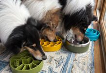 The Best Slow Feeder Dog Bowls The best slow feeder dog bowls offer safety and easy cleaning.