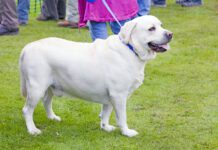 Can Ascites in Dogs Be Cured? Ascites in dogs is a buildup of fluid in your dog's abdomen indicating another problem.