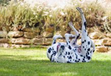 Tips for dogs on prednisone can keep dogs on this steroid safe from the side effects and enjoying the benefits.