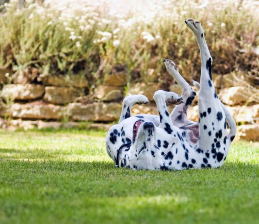 Tips for dogs on prednisone can keep dogs on this steroid safe from the side effects and enjoying the benefits.