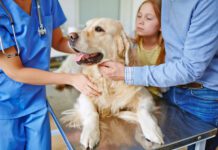 Omeprazole is safe for dogs, but that comes with caveats and precautions that need to be taken.
