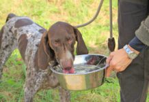 Dog acne affects short haired dogs and puppies most often.
