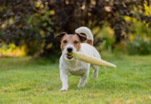 Can Dogs Be Vegan? Vegan dog food is available, but is it good for your dog?