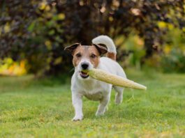 Can Dogs Be Vegan? Vegan dog food is available, but is it good for your dog?