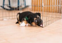 Kennel nose occurs when a dog rubs their nose against a hard surface until it damages the skin.