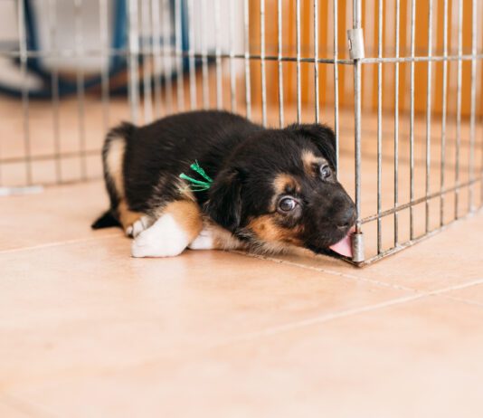 Kennel nose occurs when a dog rubs their nose against a hard surface until it damages the skin.