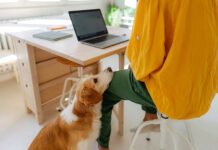 What can you do with a dog that is constantly whining for attention?