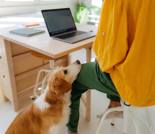 What can you do with a dog that is constantly whining for attention?