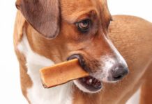 Popular alternatives to rawhide include yak cheese
