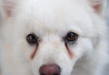 Dog eye discharge, or dog eye boogers can be remedied with a variety of home treatments.