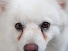 Treating Dog Eye Discharge at Home Dog eye discharge, or dog eye boogers can be remedied with a variety of home treatments.