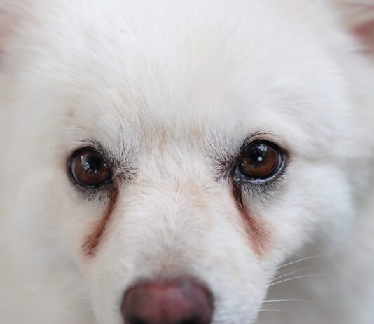 Dog eye discharge, or dog eye boogers can be remedied with a variety of home treatments.