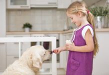 Is Yogurt Good for Dogs? Dog's can eat yogurt and it might be healthy for them.