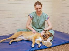 Canine massage can help a dog experiencing muscle spasms and tremors.