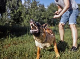 Knowing how to desensitize a dog can help reduce aggressive over reaction to stimuli.