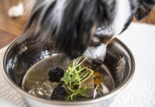 Tumeric for dogs is purported to have many health benefits.