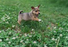 A small brown puppy frolicking in the grass.