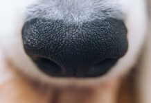 Discoid lupus in dogs is an autoimmune disease in dogs that can be controlled with medication.