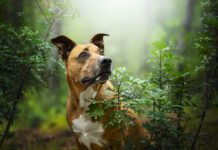 Bug bites on dogs are common both indoors and out.