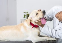 A dog's swollen cheek gland is usually a salivary gland, and needs treatment.