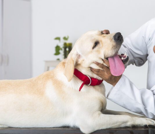 A dog's swollen cheek gland is usually a salivary gland, and needs treatment.