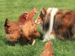 A border collie investigates two alarmed looking chicken hens.