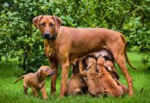 Do dogs remember their parents? There's no way we can know for sure.