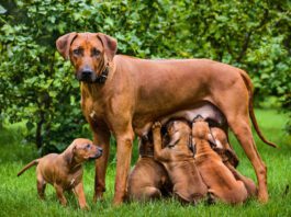 Do dogs remember their parents? There's no way we can know for sure.