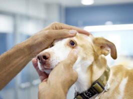 Dog eye melanoma is something that only an optometrist can diagnose.