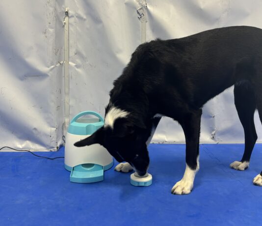 The Best Cognitive Dog Toys The best cognitive dog toys combine an engaging puzzle with toughness.