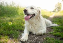 Labored breathing in dogs is a cause for alarm and immediate medical care.