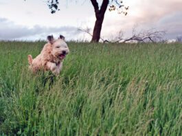 Grass mites, or chiggers, on dogs can cause itching, scratching, and sometimes rashes.