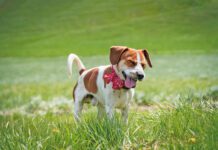 If your dog sounds congested your ears aren't deceiving you. Dog's get stuffy just like humans.